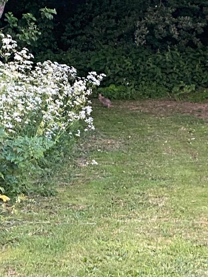 ホテル Roe Deer Meadow At Carr House Farm スカーバラ エクステリア 写真